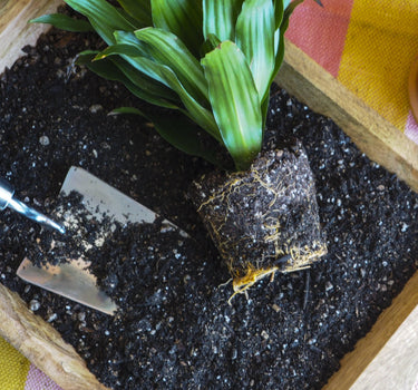 Compressed Coconut Coir - Potting Soil