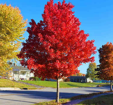 Autumn Blaze® Red Maple Tree