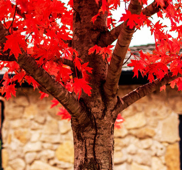 Autumn Blaze® Red Maple Tree