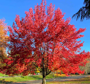 Autumn Blaze® Red Maple Tree