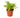 Cotton Candy Fern