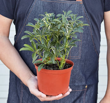 Schefflera Moonlight 'Umbrella Plant'
