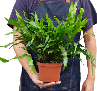 Fern 'Kangaroo Paw'