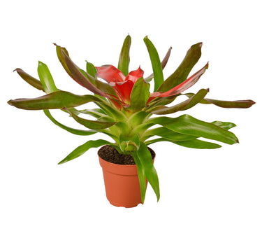 Bromeliad Medusa