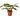 Maranta Red Prayer