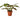 Maranta Red Prayer - 4" Pot - NURSERY POT ONLY