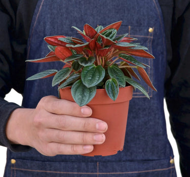 Peperomia Rosso