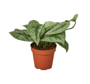Pothos 'Silver Splash'