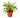 Dracaena 'Malaika'