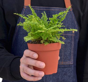 Cotton Candy Fern