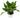 Chinese Evergreen 'Maria'