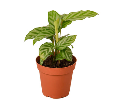 Calathea Concinna 'Freddie'