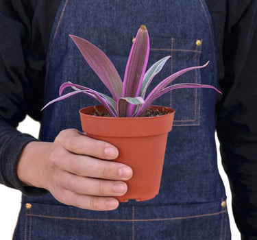 Oyster Plant 'Moses in the Cradle'