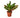 Croton Petra 'Joseph's Coat' - 4" Pot - NURSERY POT ONLY