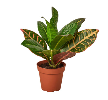 Croton Petra 'Joseph's Coat' - 4" Pot - NURSERY POT ONLY