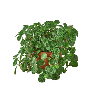 Pilea 'Crinkle'