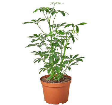 Schefflera Arboricola 'Umbrella'