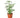 Schefflera Arboricola 'Umbrella' - 6" Pot - NURSERY POT ONLY