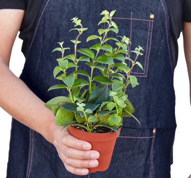 Lipstick Plant