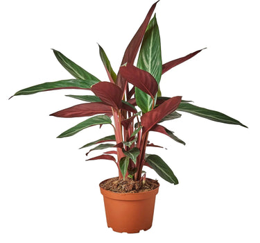 Stromanthe Sanguinea