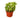 English Ivy Gold Child - 4" Pot - NURSERY POT ONLY