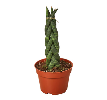 Snake Plant Braided
