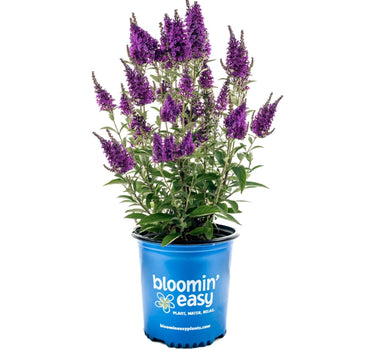 Birthday Cake™ Butterfly Bush