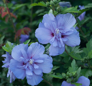 Blue Chiffon Rose of Sharon blooms