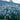 Blue Chiffon Rose of Sharon