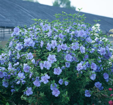 Blue Chiffon Rose of Sharon