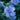 Blue Chiffon Rose of Sharon blooms