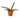 Snake Plant Starfish