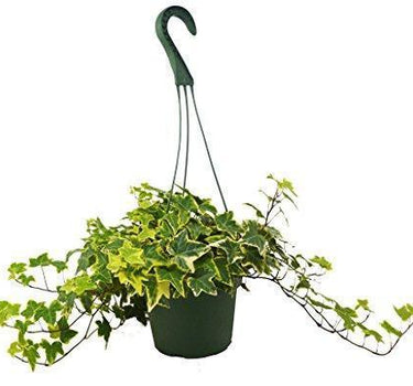 English Ivy Gold Child