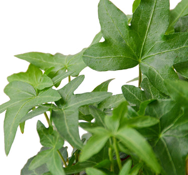 English Ivy Green California