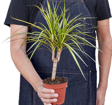 Dracaena Marginata 'Sunshine'