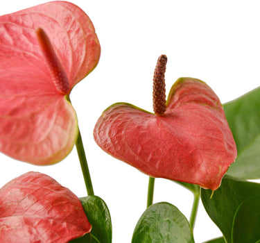 Anthurium 'Pink'