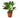 Anthurium 'White' - 4" Pot - NURSERY POT ONLY