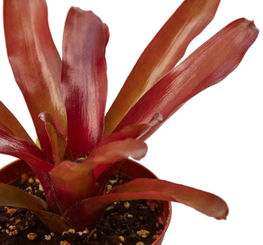 Bromeliad 'Fireball'