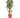 Aralia Fabian Stump 'Polyscias Scutellaria'