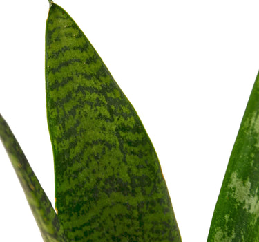 Snake Plant 'Zeylanica'