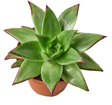Lipstick Echeveria