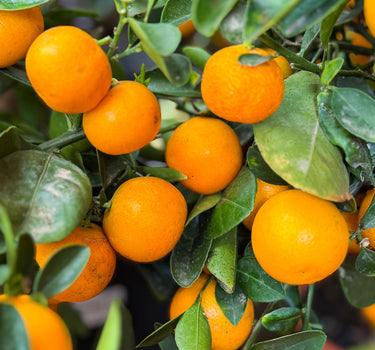 Calamondin Orange Bush