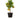 Calamondin Orange Bush