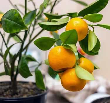 Calamondin Orange Bush
