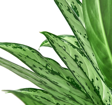 Chinese Evergreen 'Cutlass'