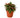 Peperomia Rosso