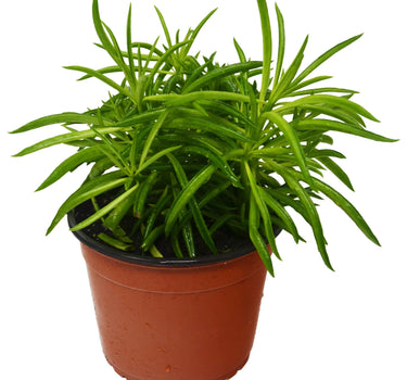 Peperomia 'Green Bean'