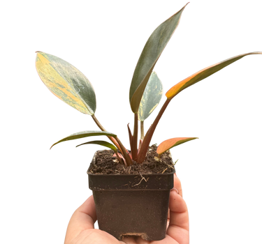 Variegated Philodendron 'Congo Rojo'