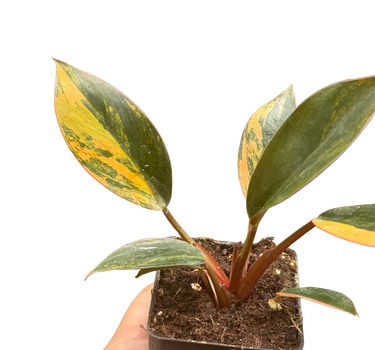 Variegated Philodendron 'Congo Rojo'