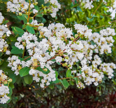 Natchez Crape Myrtle